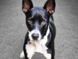 Stark, chien Basenji à donner