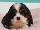 2 chiots Cavaliers King Charles LOF à réserver
