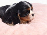 2 chiots Cavaliers King Charles LOF à réserver
