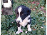 À réserver 2 chiots Border Collies LOF