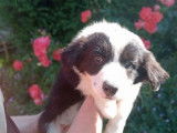 À réserver 2 chiots Border Collies LOF