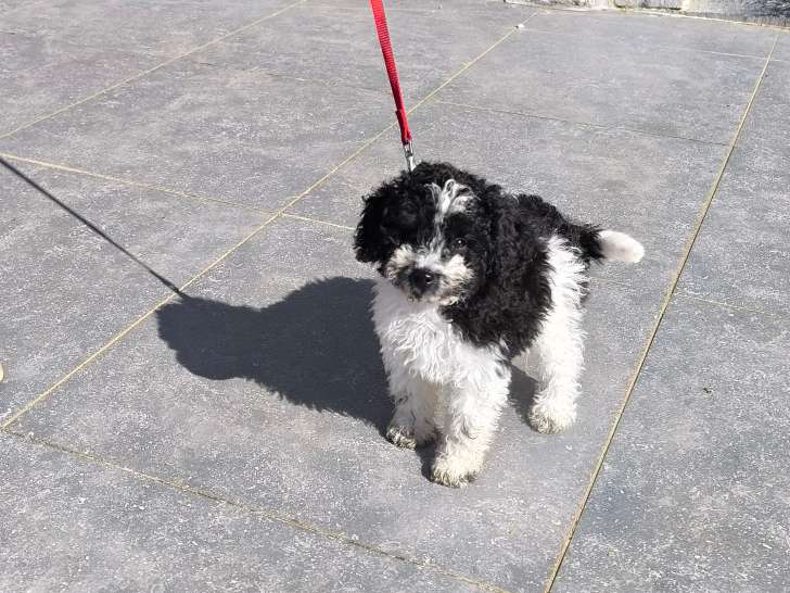 Chiot mâle