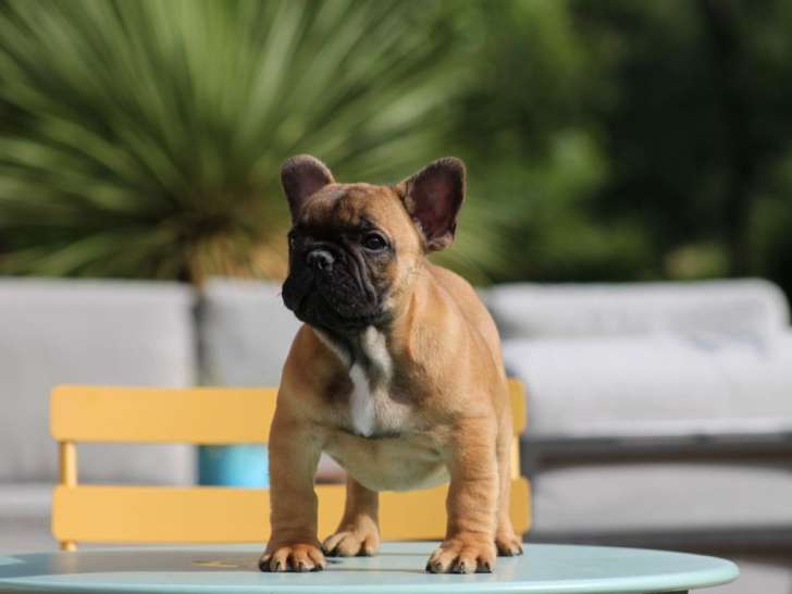 À vendre 2 chiots Bouledogues Français mâles LOF