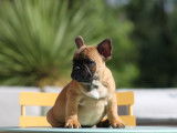 À vendre 2 chiots Bouledogues Français mâles LOF