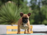À vendre 2 chiots Bouledogues Français mâles LOF