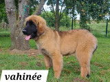 Chiots Leonberg LOF à vendre