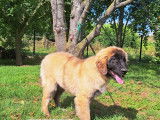 Chiots Leonberg LOF à vendre