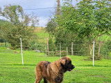 Chiots Leonberg LOF à vendre