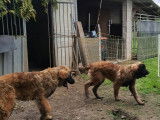 Chiots Leonberg LOF à vendre
