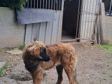 Chiots Leonberg LOF à vendre