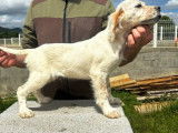 6 chiots Setters Anglais disponibles à la vente (LOF)