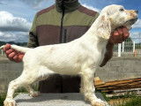 6 chiots Setters Anglais disponibles à la vente (LOF)