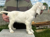 6 chiots Setters Anglais disponibles à la vente (LOF)