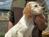 6 chiots Setters Anglais disponibles à la vente (LOF)