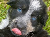 2 chiots Bergers Australiens LOF noir tricolore mâles à réserver
