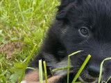 2 chiots Bergers Australiens LOF noir tricolore mâles à réserver