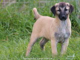 Des chiots Kangal LOF disponibles à la vente