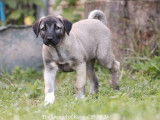 Des chiots Kangal LOF disponibles à la vente