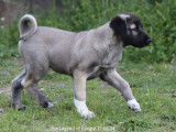 Des chiots Kangal LOF disponibles à la vente