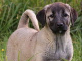 Des chiots Kangal LOF disponibles à la vente