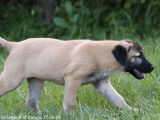 Des chiots Kangal LOF disponibles à la vente
