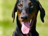 Superbes chiots Dobermann LOF