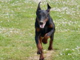 Superbes chiots Dobermann LOF