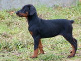 Superbes chiots Dobermann LOF