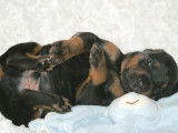 Superbes chiots Dobermann LOF