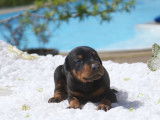 Superbes chiots Dobermann LOF
