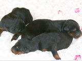 Superbes chiots Dobermann LOF