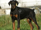 Superbes chiots Dobermann LOF