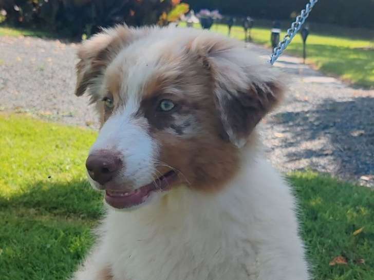 À vendre 3 chiots Bergers Australiens femelles rouge merle LOF