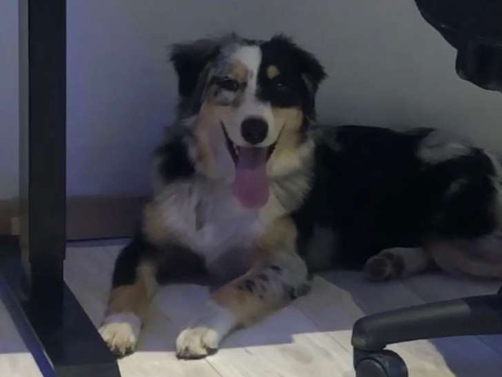 Saïko, Berger Australien à donner