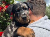 Des chiots Beaucerons LOF à acheter