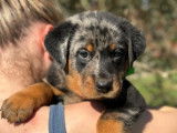 Des chiots Beaucerons LOF à acheter
