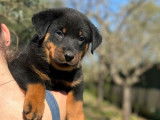 Des chiots Beaucerons LOF à acheter