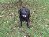2 chiots Labrador Retrievers LOF noirs à acheter