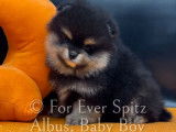 Chiots Spitz Nain Pomeranien à vendre