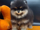 Chiots Spitz Nain Pomeranien à vendre