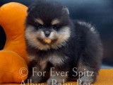 Chiots Spitz Nain Pomeranien à vendre