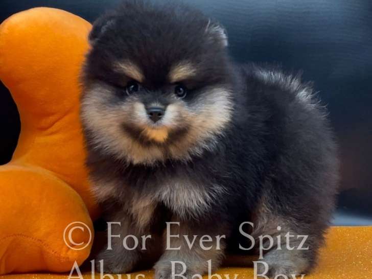 Chiots Spitz Nain Pomeranien à vendre