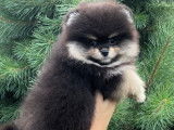 Chiots Spitz Nain Pomeranien à vendre