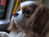 Joli m&acirc;le Cavalier King Charles Spaniel disponible pour saillie