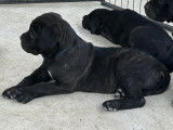 Chiots Cane Corso LOF à vendre