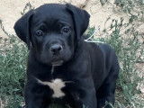 Chiots Cane Corso LOF à vendre