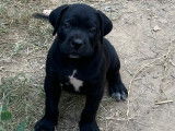 Chiots Cane Corso LOF à vendre