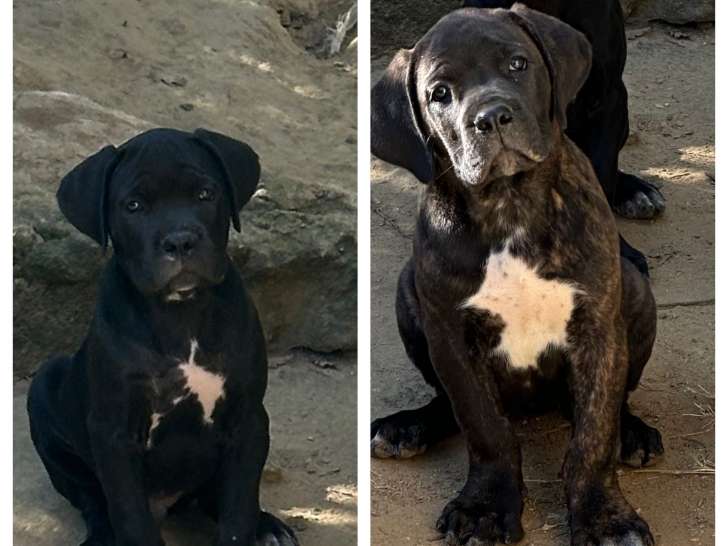 Chiots Cane Corso LOF à vendre