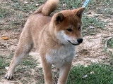 Chiot Shiba Inu LOF à vendre