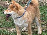 Chiot Shiba Inu LOF à vendre